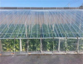 聊城农膜产业绿色转型 农塑碳汇科技公司的创新实践
